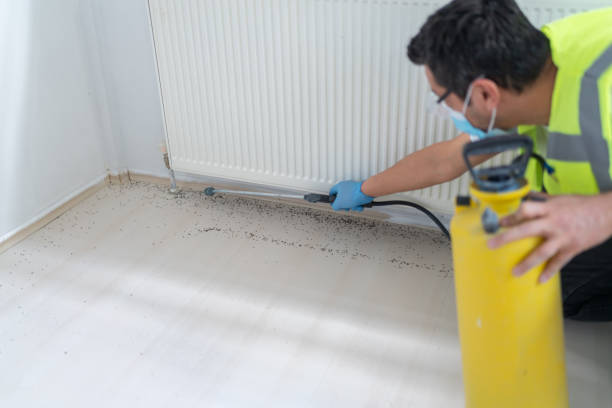 Wasp Removal Services in Elsmere, DE