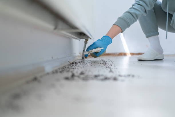 Best Affordable Pest Control Services  in Elsmere, DE